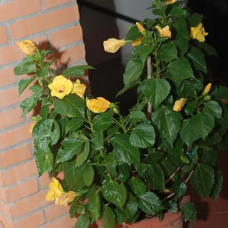 Il Sole