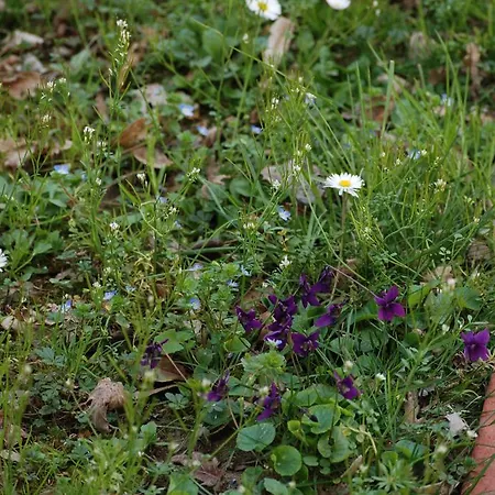 Il Sole Frühstückspension Forlì